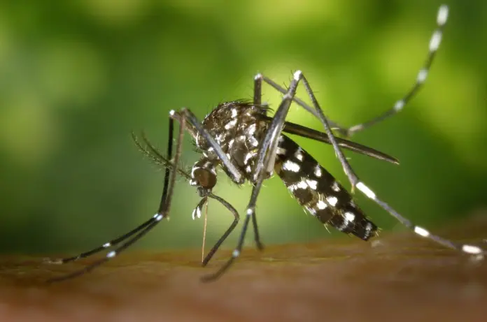 فيروس الشيكونغونيا Chikungunya
