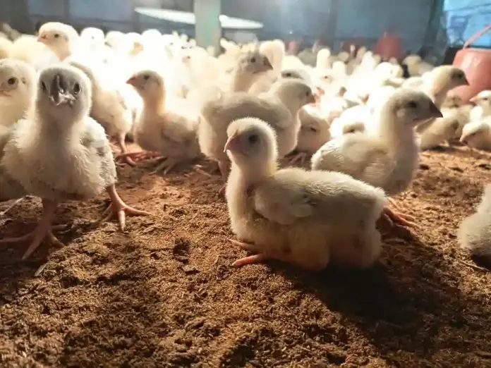 أزمة الدواجن – نقص الأعلاف يهدد استقرار أسعار اللحوم البيضاء